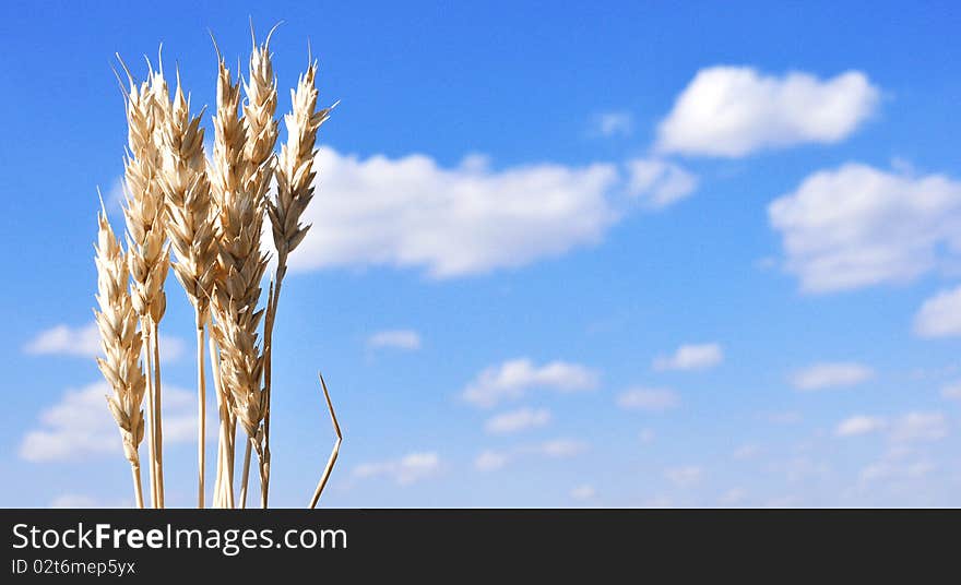 Ears of wheat against the blue sky