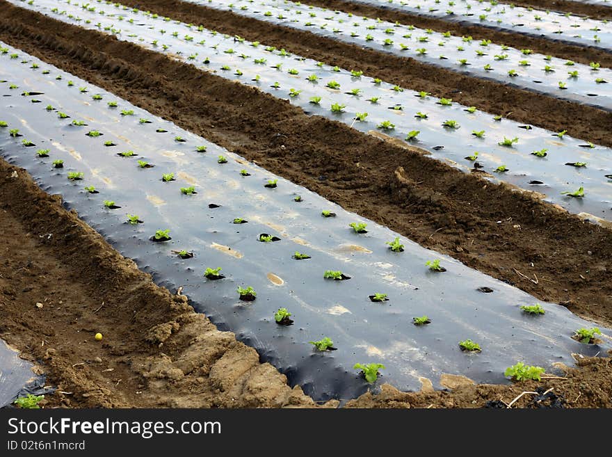 Field of salads in the countryside in summer