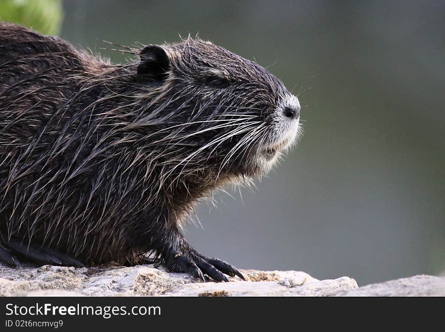 Young coypu on the banks of the yerres