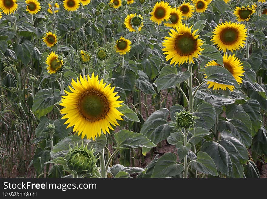 Sunflower in detail dns a farm in Vendee