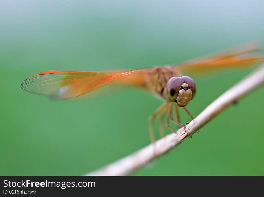 Closeup of a small orange dragonfly on grass. Closeup of a small orange dragonfly on grass.