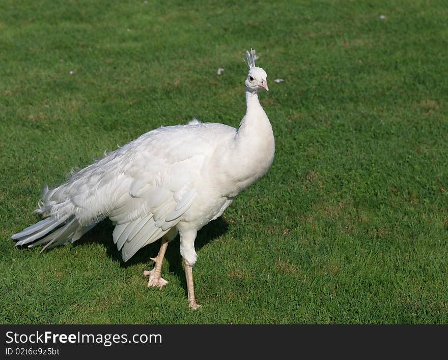 White peacock on grass