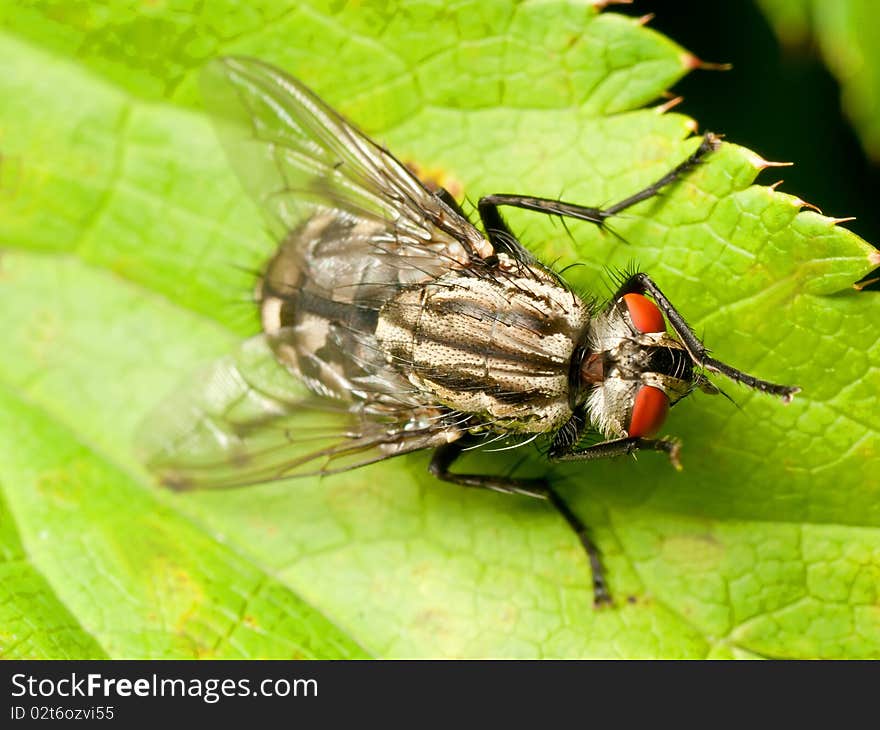 Red Eyed Fly On Green Leaf