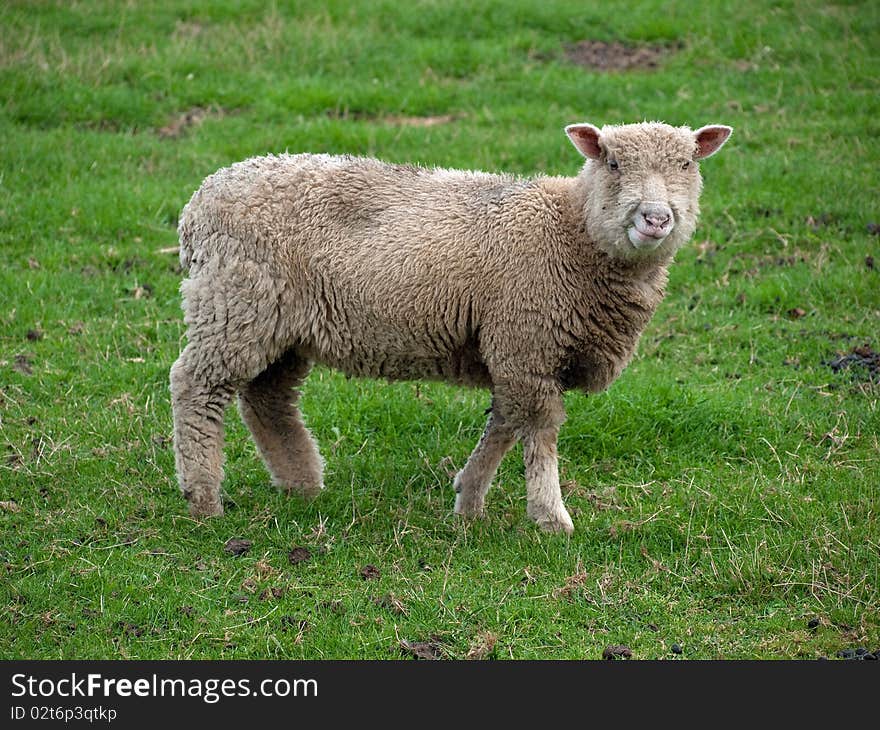 A young sheep standing in a grass field