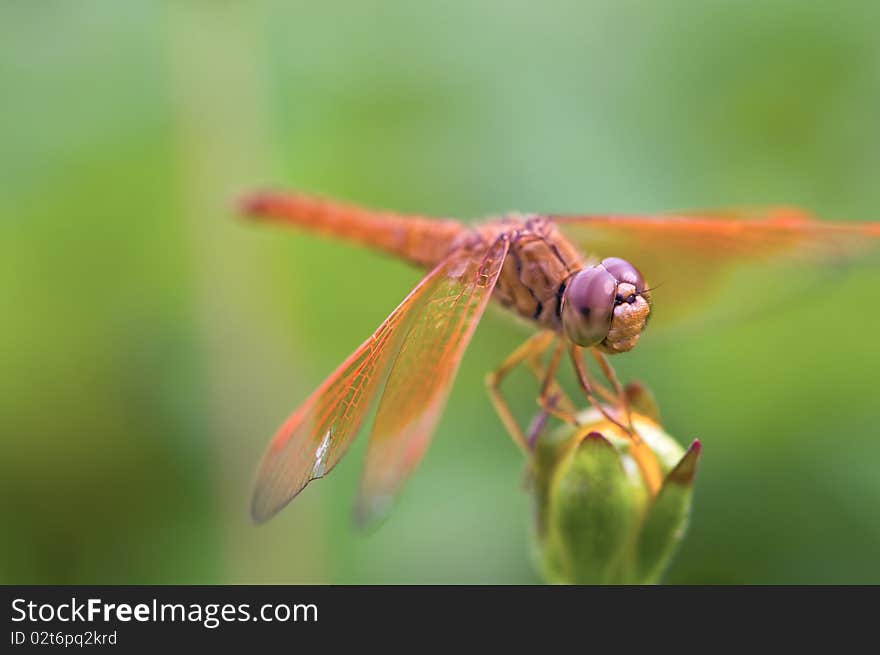 Orange dragonfly resting on a flower. Orange dragonfly resting on a flower.