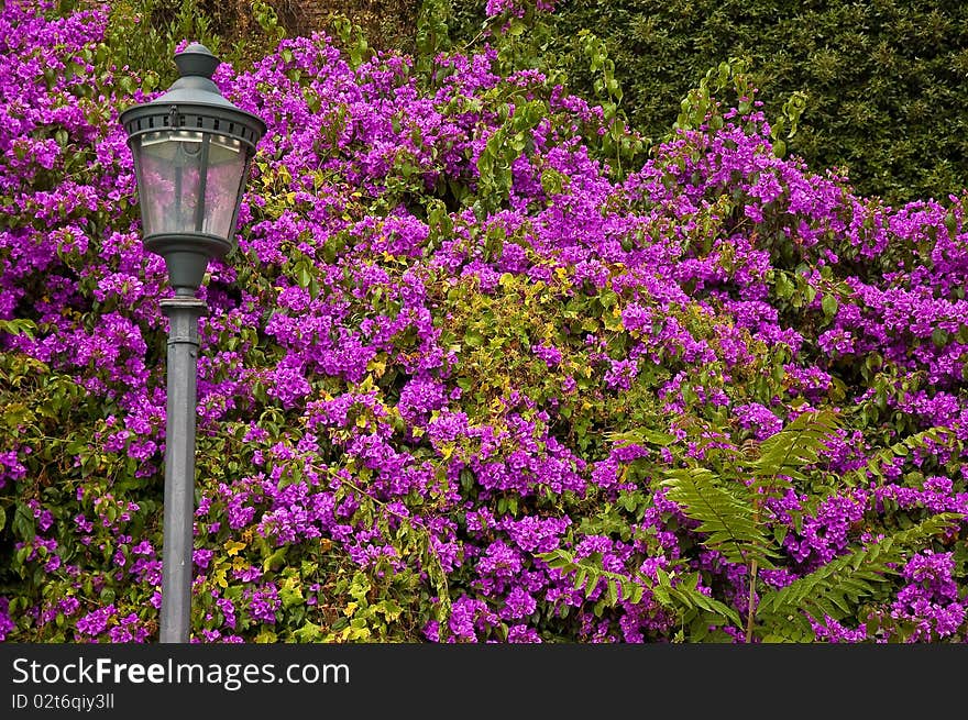 flowers and plant in a roman street. italy. flowers and plant in a roman street. italy