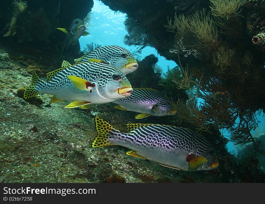 Grouper fishes on Liberty shipwreck in Tulamben. Grouper fishes on Liberty shipwreck in Tulamben