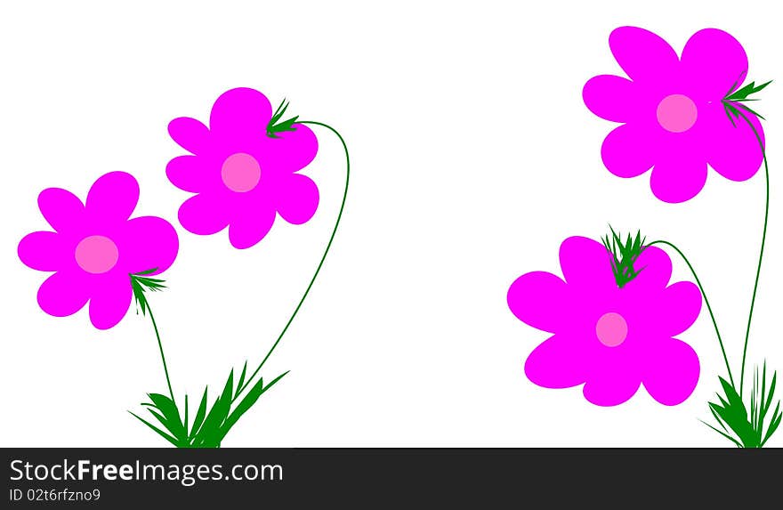 Pink flowers on white background