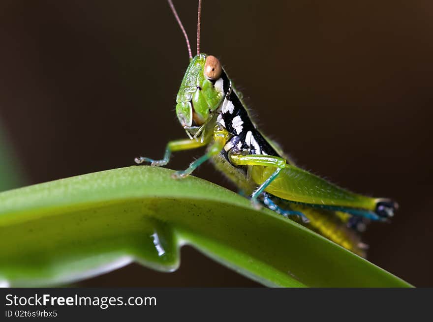 Closeup of a small green grasshopper.