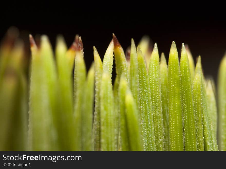 Needle Of A Pine Tree