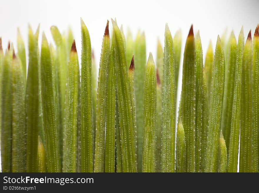 Needle Of A Pine Tree