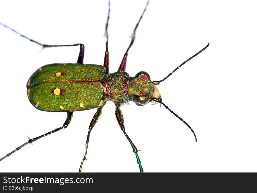 Green Tiger Beetle (Cicindela campestris)