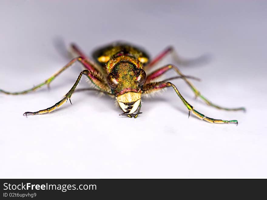 Green Tiger Beetle (Cicindela Campestris)