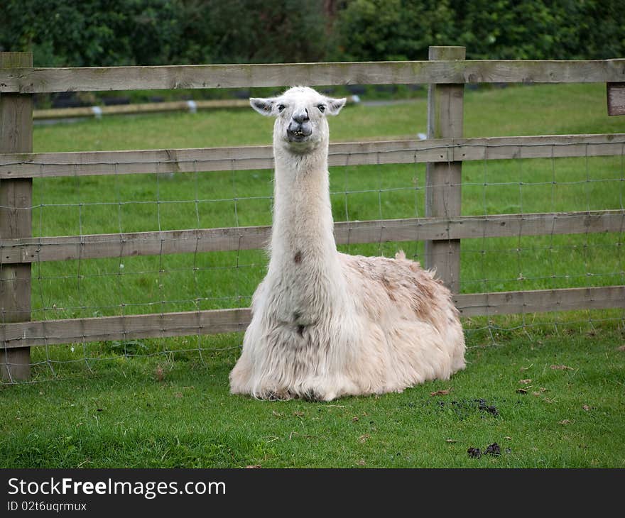 Llama