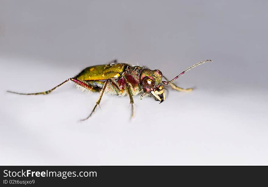 Green Tiger Beetle (Cicindela Campestris)