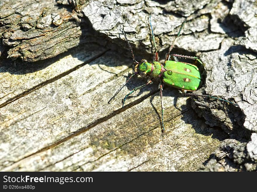 Green Tiger Beetle (Cicindela campestris)