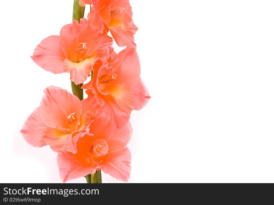 Beautiful Gladiolus on white background