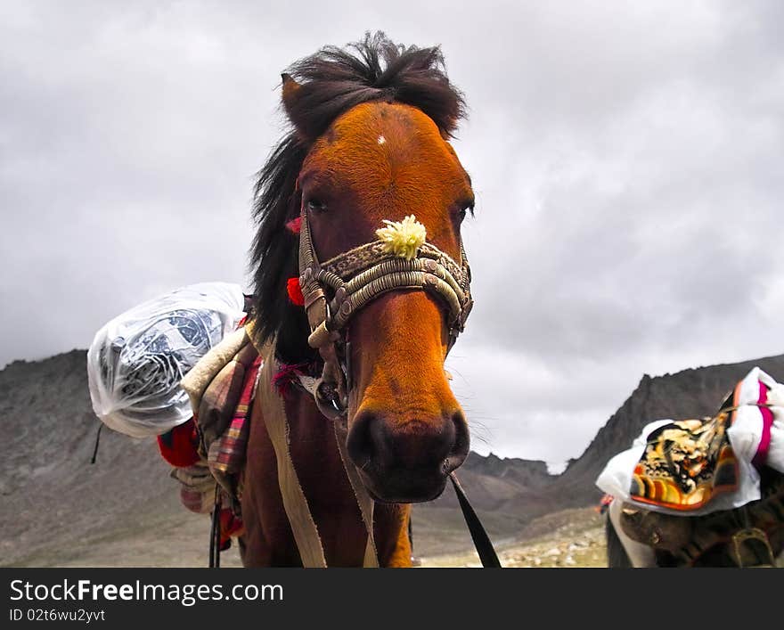 A Horse Under Kailash