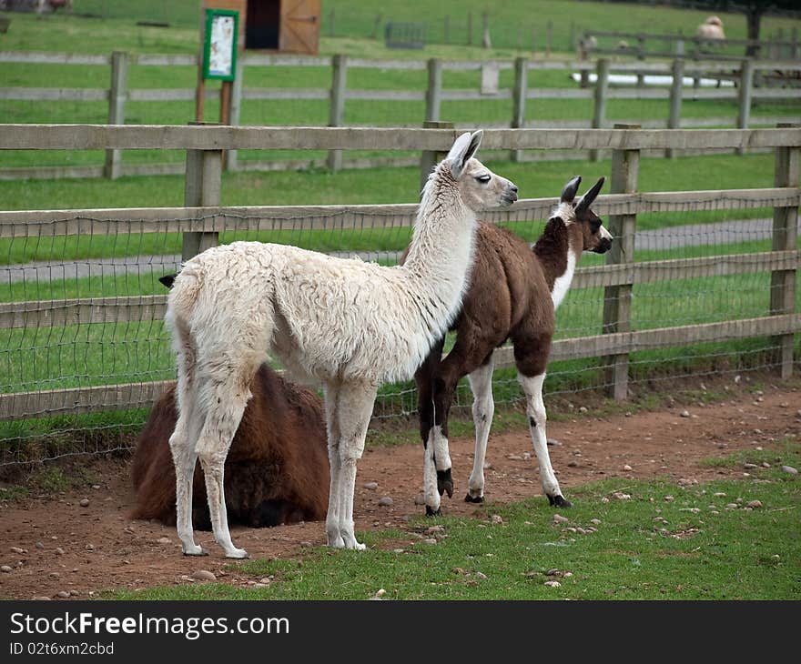 Llama in a grass field