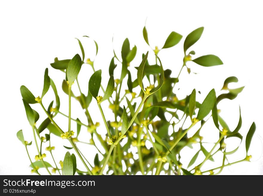 Mistletoe on white background