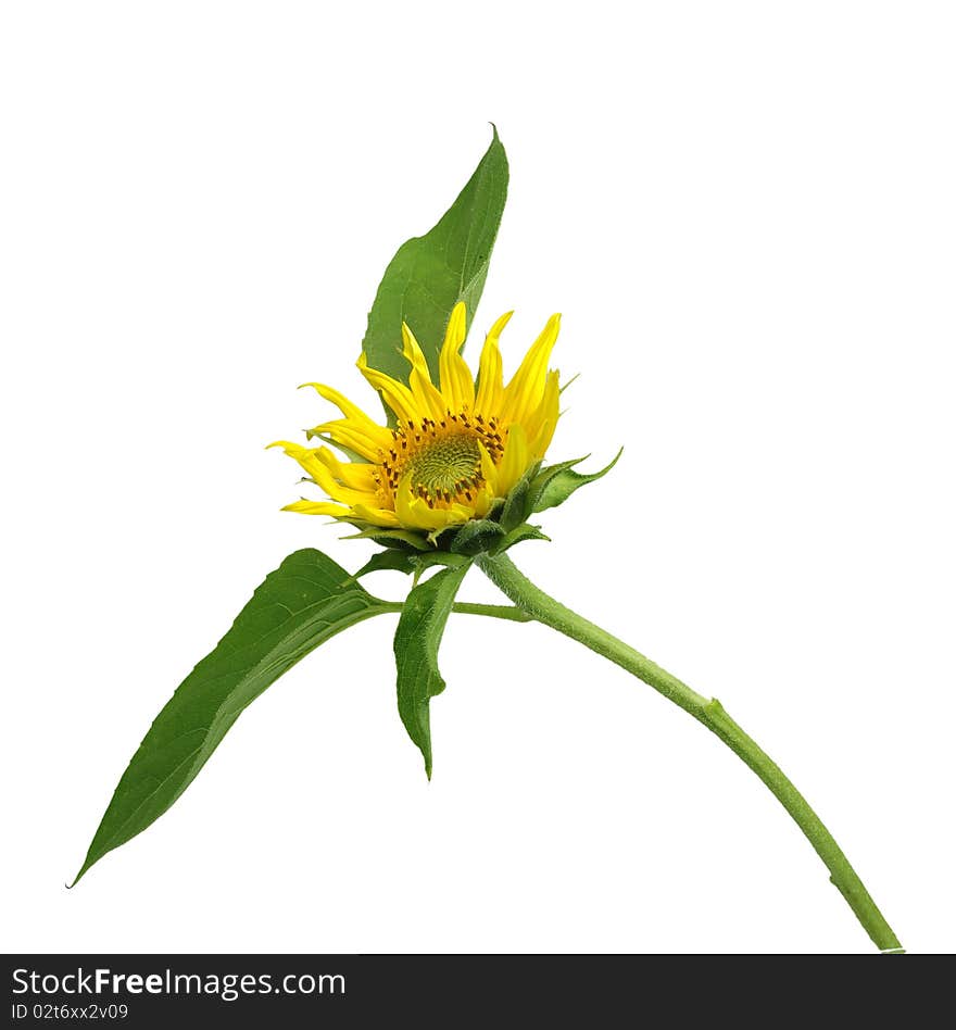 Bloom sunflower on white background