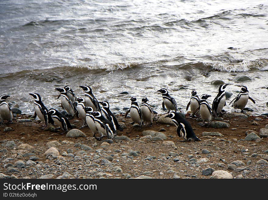 Magellan penguins on the beach of an island in Chile. Magellan penguins on the beach of an island in Chile