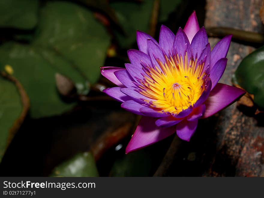 Purple Lotus bloom in the evening.