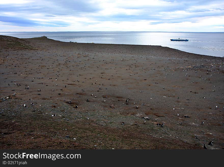 Magellan penguins on an island in Chile with a tourist ship at background