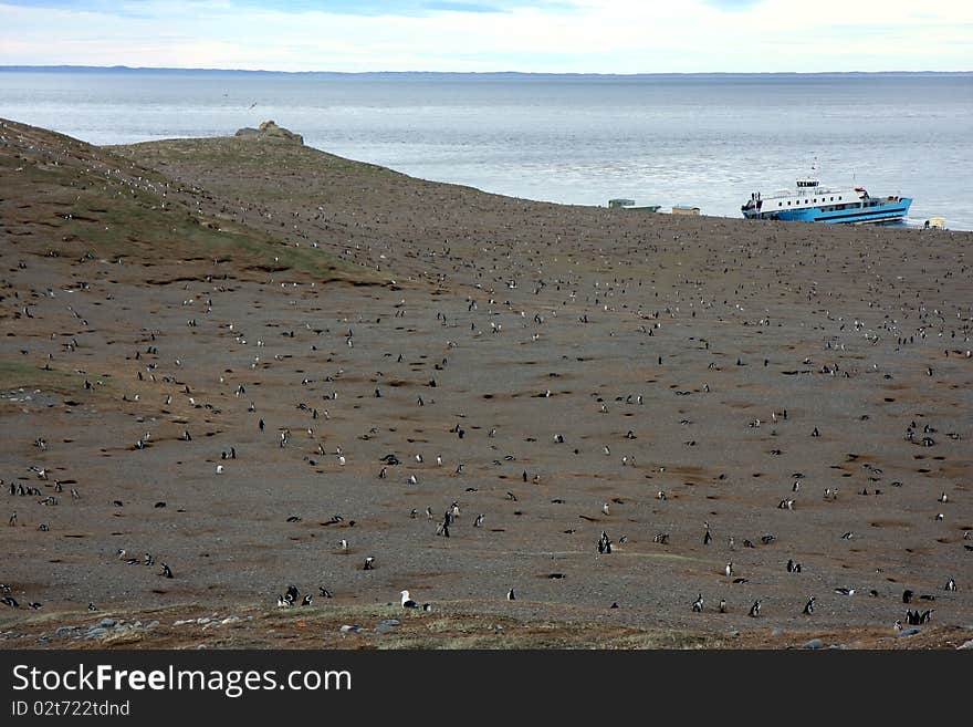 Magellan penguins on an island