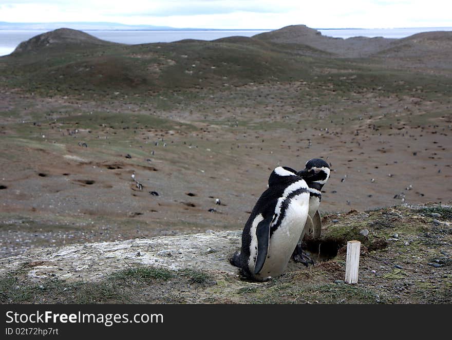 Magellan penguins pair on an island in Chile. Magellan penguins pair on an island in Chile