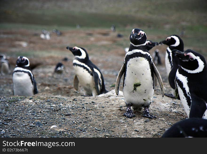 Magellan penguins on an island