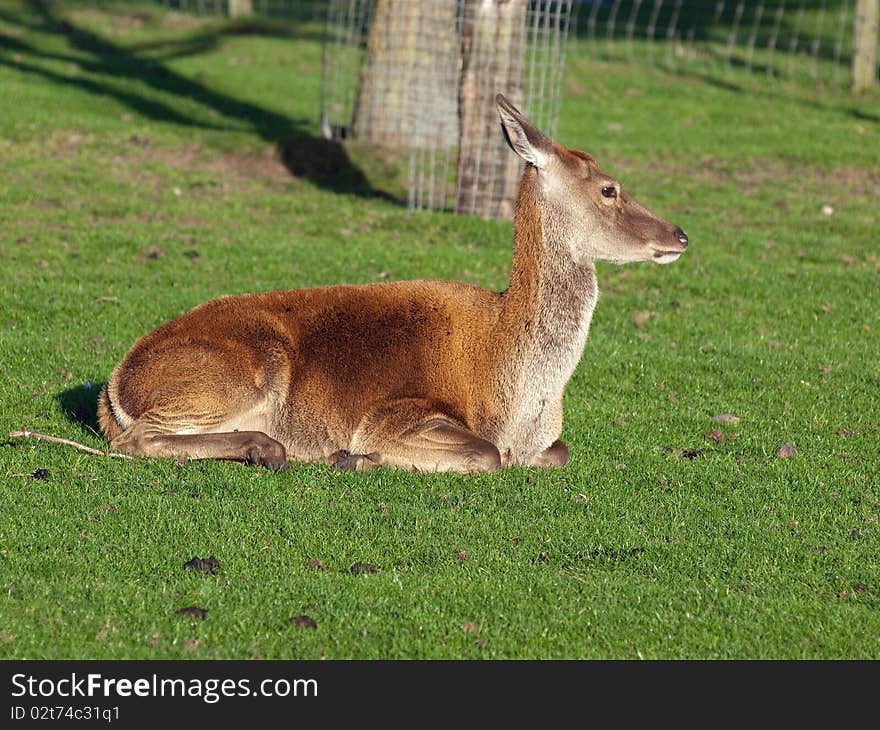Deer in a grass field