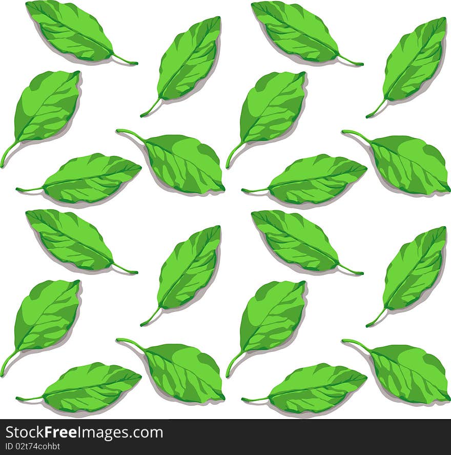 green leaves on white background