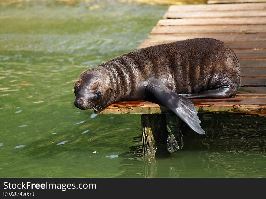 Resting Sea Lion Pup