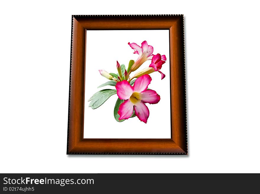 Pink flower on wooden frame