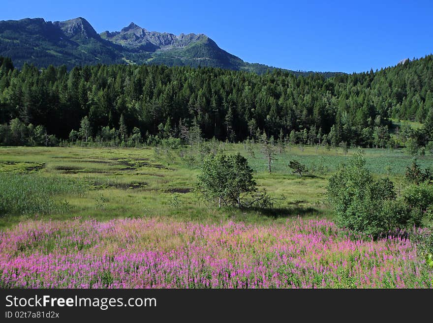 Pian Gembro wetland, Sondrio Province, Lombardy region, Italy