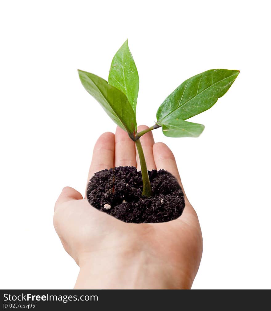 Open man hand with small green plant in it, against a white background. Open man hand with small green plant in it, against a white background