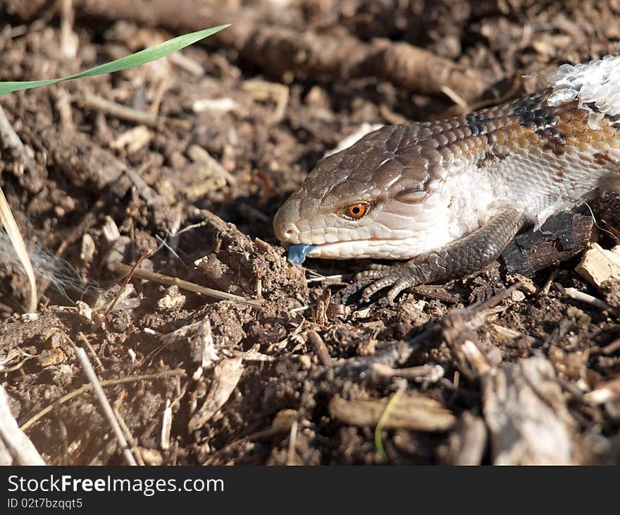 Blue Tongued Skink