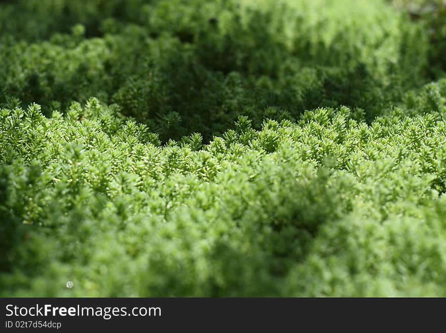 Grass texture