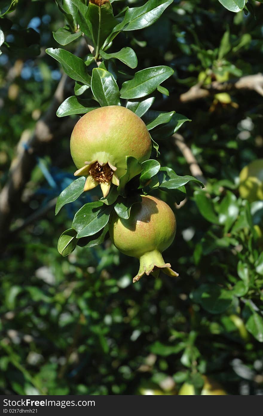 Young pomegranate fruits on the tree