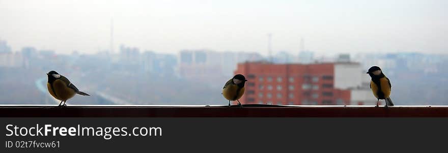 Three birds on cityscape background grey