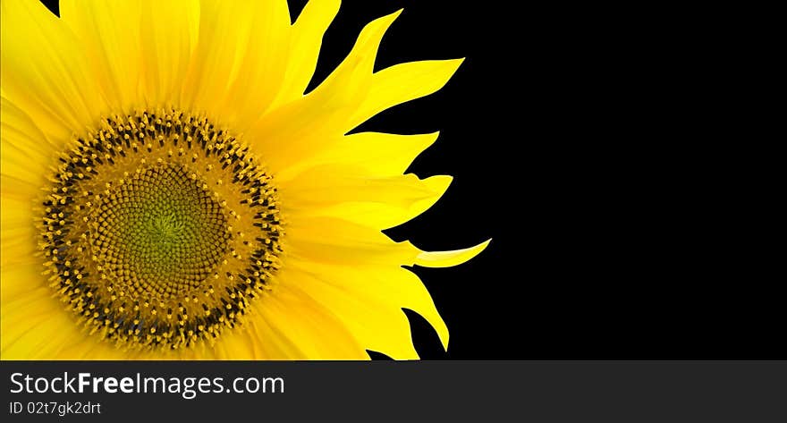 Sunflower, background with place for your text