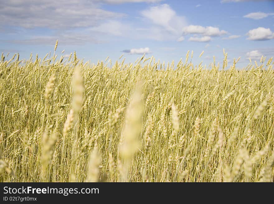 Wheat field golden and white clouds. Wheat field golden and white clouds