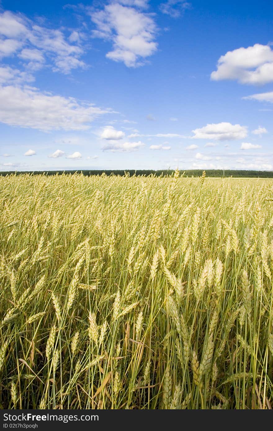 Wheat Field Golden And Blue Sky