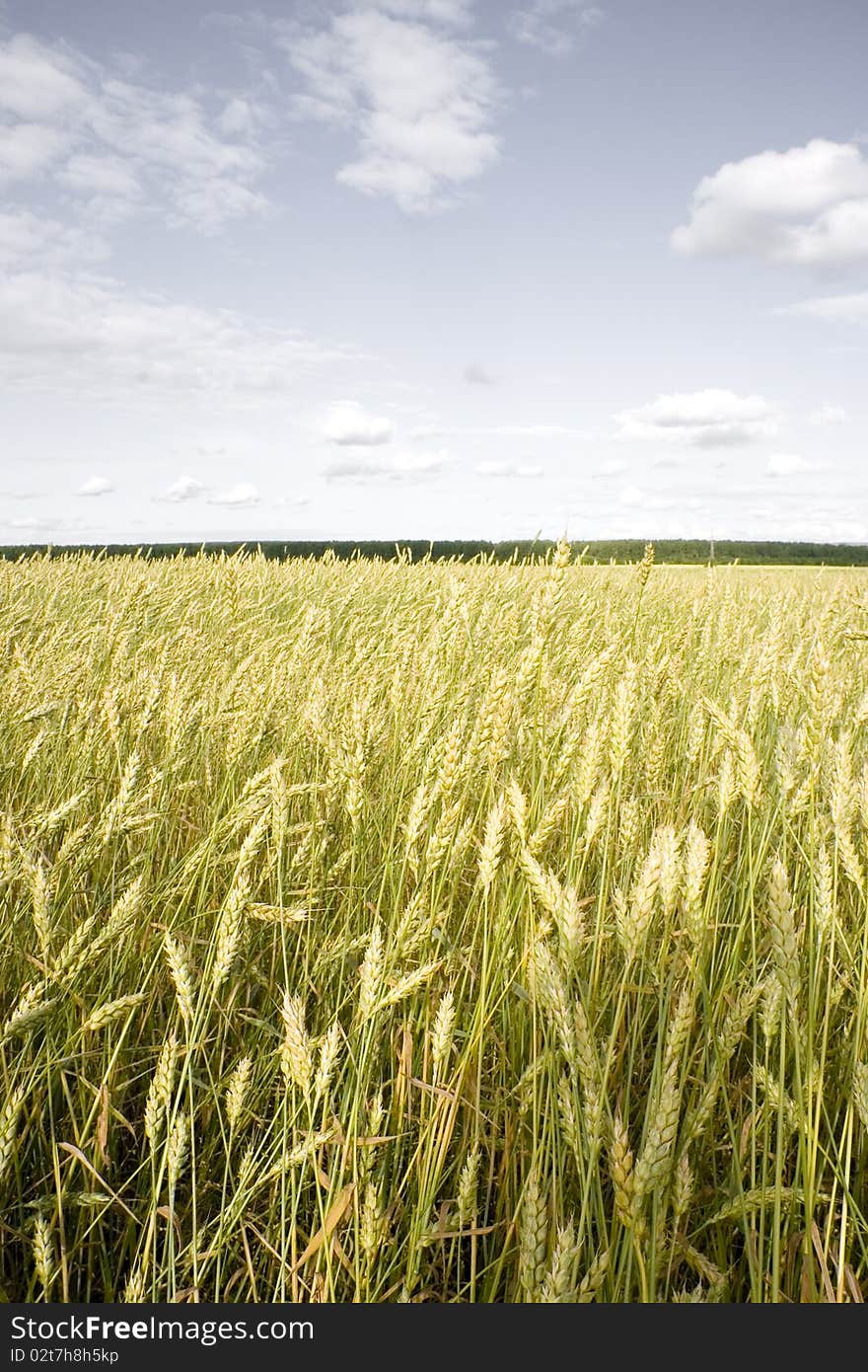 Wheat field golden and grey sky