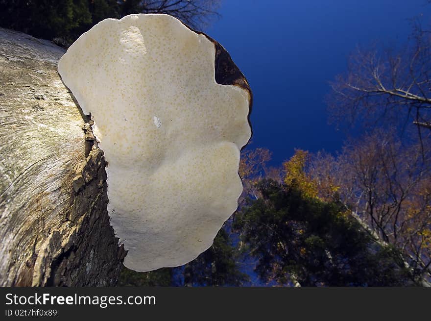 Mushroom on the tree against the blue sky in the autumn forest.