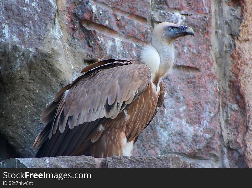 Himalayan vulture sits on a rock edge