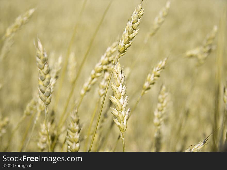 Golden ears of wheat