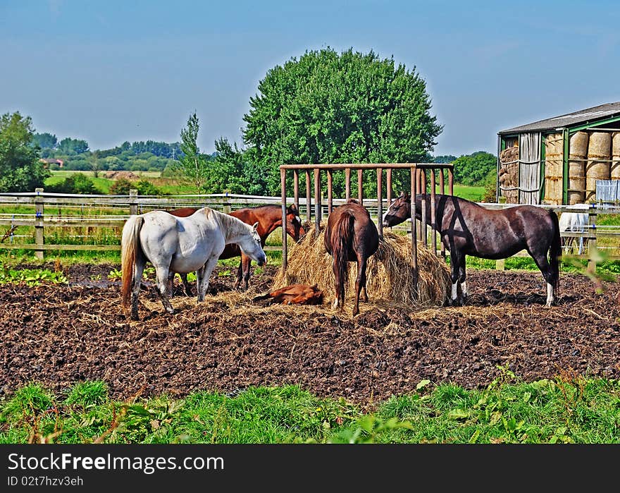 Horses feeding in a British meadow (With foal). Horses feeding in a British meadow (With foal)