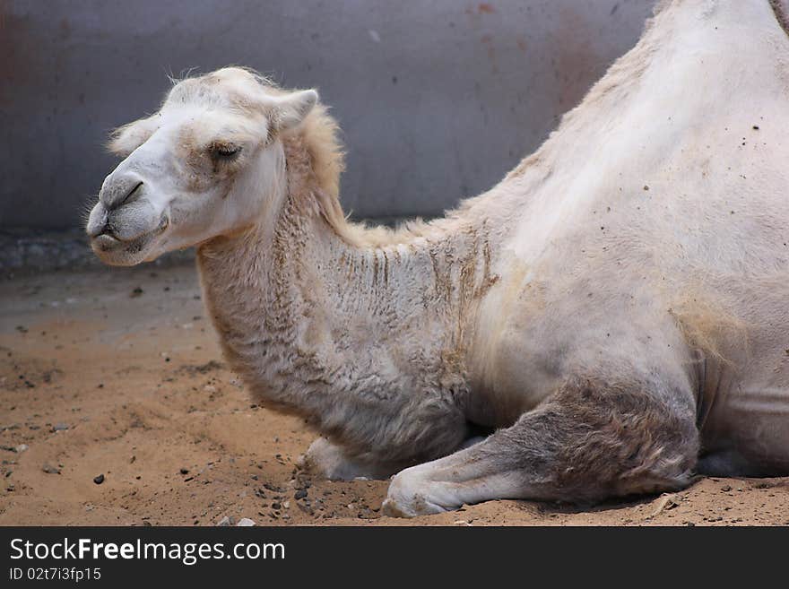 White Camel lying on sand